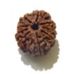 Nine Face Nepali Rudraksha