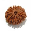 Nine Face Nepali Rudraksha 