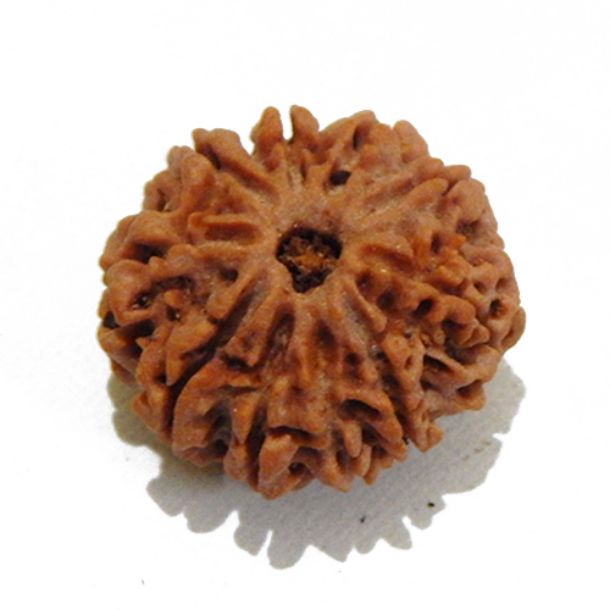 Nine Face Nepali Rudraksha 