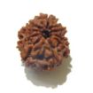 Nine Face Nepali Rudraksha