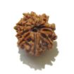 Nine Face Nepali Rudraksha 