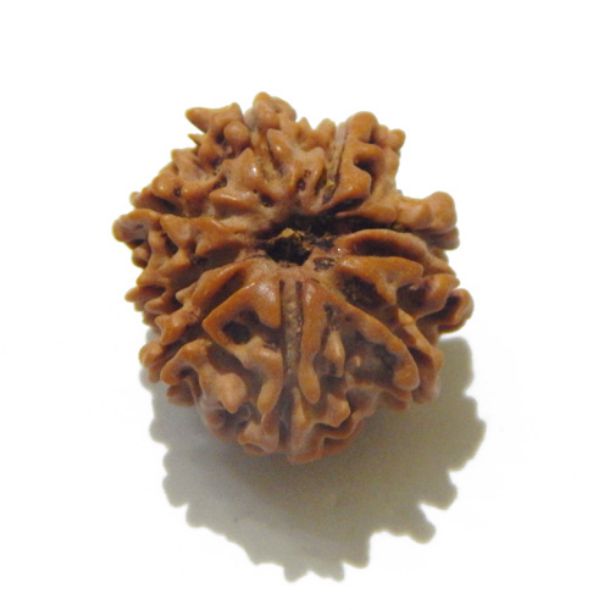 Nine Face Nepali Rudraksha 