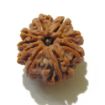 Nine Face Nepali Rudraksha