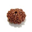 Nine Face Nepali Rudraksha 