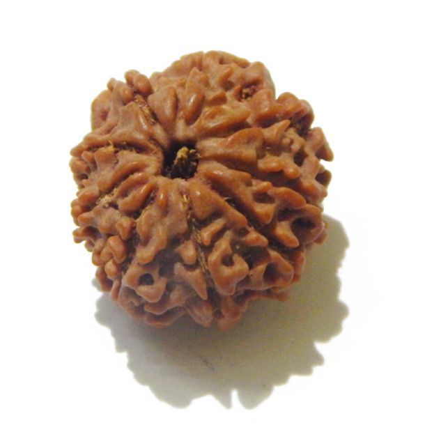 Nine Face Nepali Rudraksha 