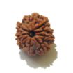 Nine Face Nepali Rudraksha