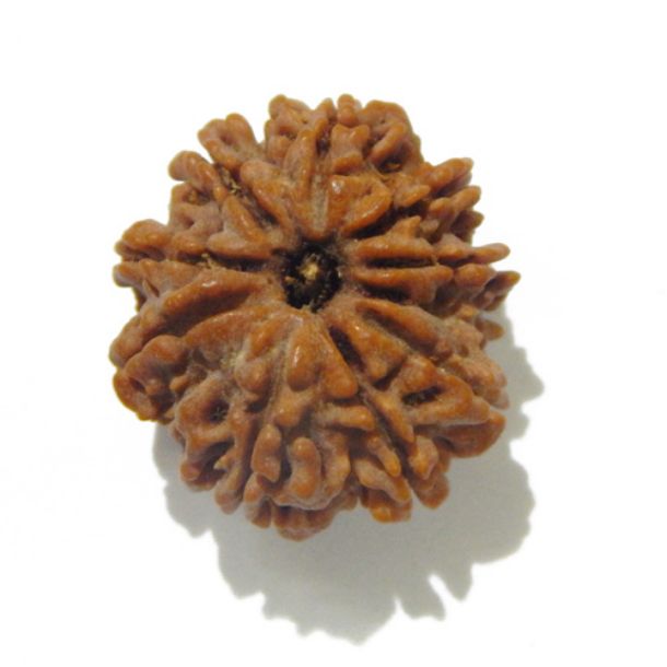 Nine Face Nepali Rudraksha 