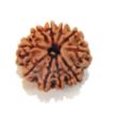 Ten Face Nepali Rudraksha