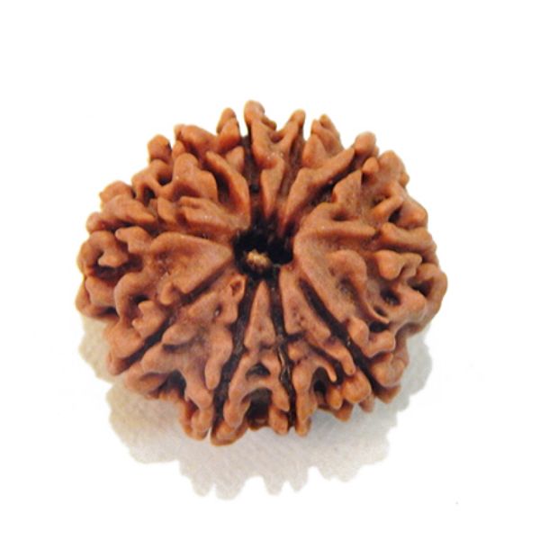 Ten Face Nepali Rudraksha