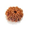 Ten Face Nepali Rudraksha 