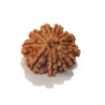 Ten Face Nepali Rudraksha 