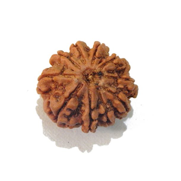 Ten Face Nepali Rudraksha 