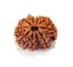 Ten Face Nepali Rudraksha 