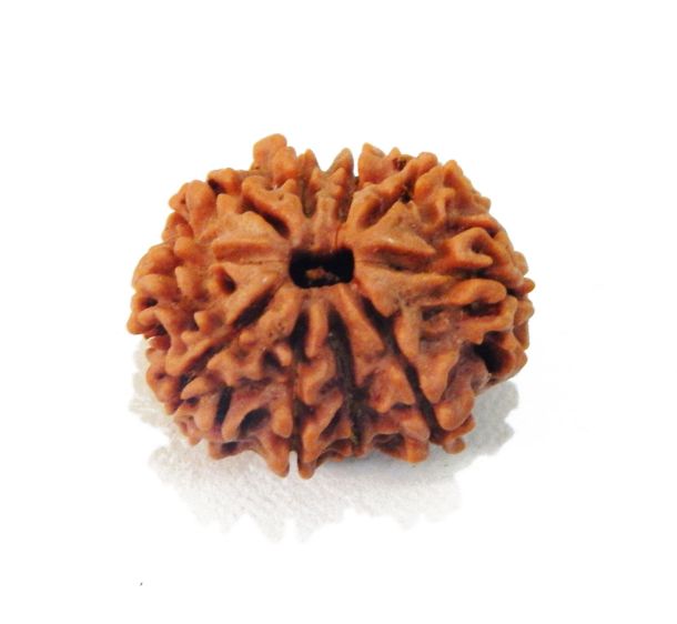 Ten Face Nepali Rudraksha 