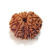 Ten Face Nepali Rudraksha 