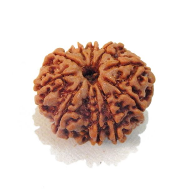 Ten Face Nepali Rudraksha 