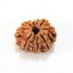 Ten Face Nepali Rudraksha 