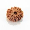 Ten Face Nepali Rudraksha 