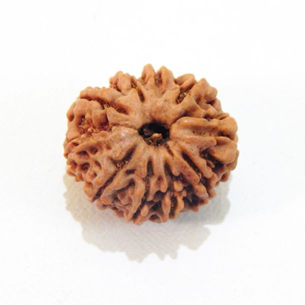 Ten Face Nepali Rudraksha 