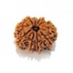 Ten Face Nepali Rudraksha 