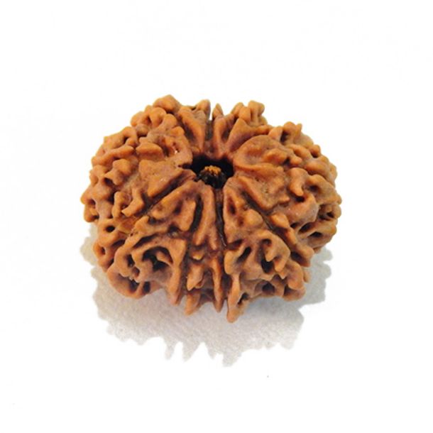 Ten Face Nepali Rudraksha 