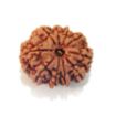 Ten Face Nepali Rudraksha 