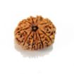 Ten Face Nepali Rudraksha 