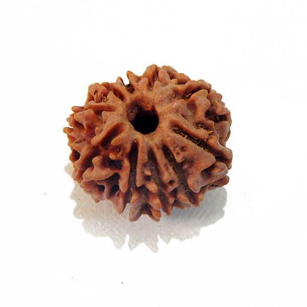 Ten Face Nepali Rudraksha 