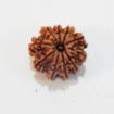 Ten Face Nepali Rudraksha 