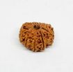 Eleven Face Nepali Rudraksha