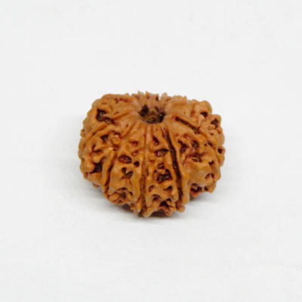 Eleven Face Nepali Rudraksha