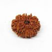 Eleven Face Nepali Rudraksha 