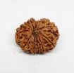 Eleven Face Nepali Rudraksha 