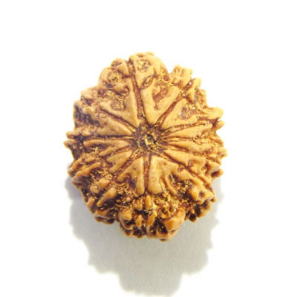 Eleven Face Nepali Rudraksha 