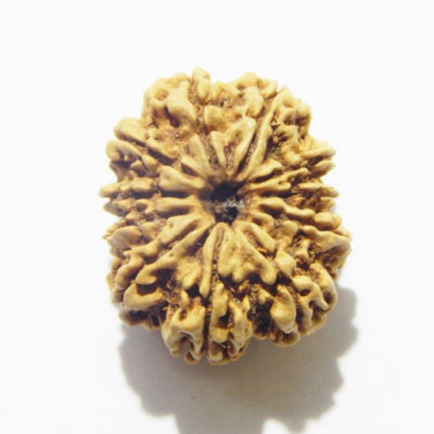 Eleven Face Nepali Rudraksha 