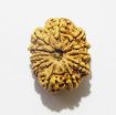 Eleven Face Nepali Rudraksha 