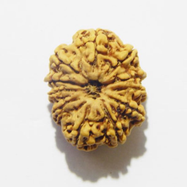 Eleven Face Nepali Rudraksha 