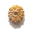 Eleven Face Nepali Rudraksha