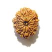 Eleven Face Nepali Rudraksha 