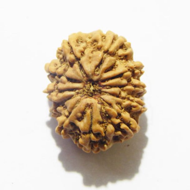 Eleven Face Nepali Rudraksha 