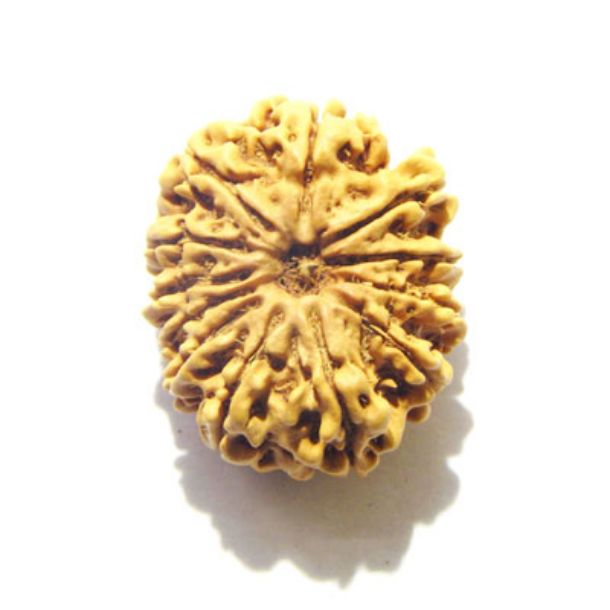 Eleven Face Nepali Rudraksha 