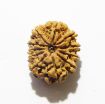 Eleven Face Nepali Rudraksha