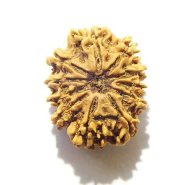 Eleven Face Nepali Rudraksha 