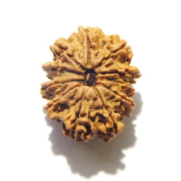 Eleven Face Nepali Rudraksha 