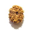 Twelve Face Nepali Rudraksha 