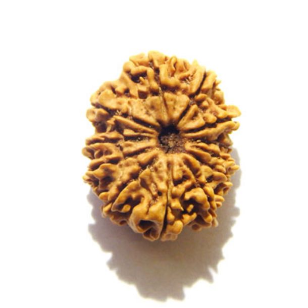 Twelve Face Nepali Rudraksha 