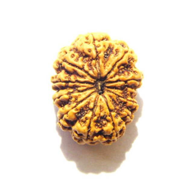 Twelve Face Nepali Rudraksha 