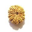 Twelve Face Nepali Rudraksha 