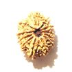 Twelve Face Nepali Rudraksha 