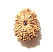 Twelve Face Nepali Rudraksha 